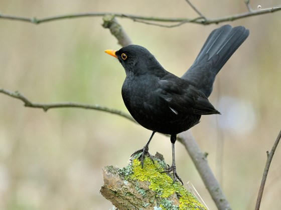 Bird feeder